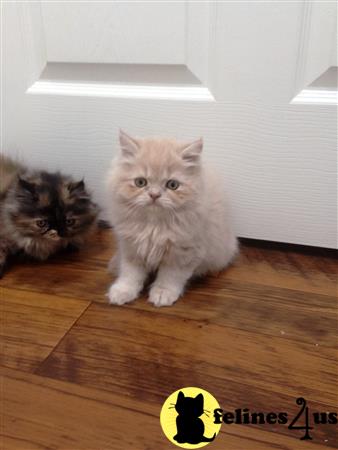 Magnolia Mousers Picture 3